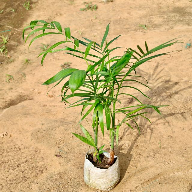 Cane Palm plant on a sandy surface Buy Online Plants in Gurgaon: Free Next-Day Delivery