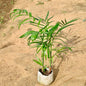 Cane Palm plant on a sandy surface Buy Online Plants in Gurgaon: Free Next-Day Delivery