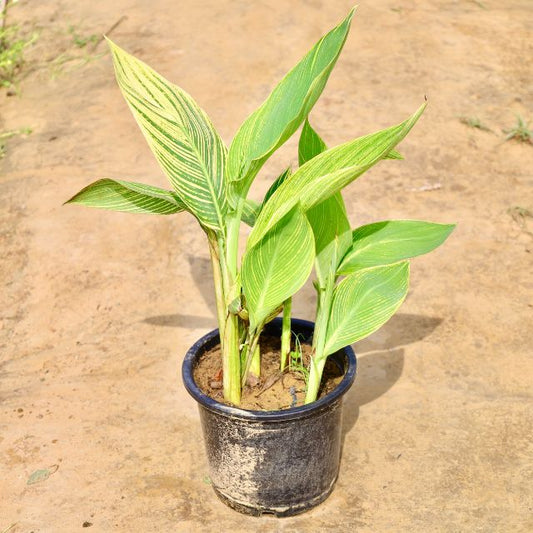 Canna Lily Variety plant with green leaves on a brown ground Buy Online Plants in Gurgaon: Free Next-Day Delivery