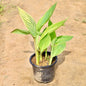 Canna Lily Variety plant with green leaves on a brown ground Buy Online Plants in Gurgaon: Free Next-Day Delivery