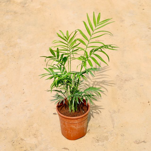 Chamaedorea plant with green leaves on a beige background Online Plants in Gurgaon: Free Next-Day Delivery