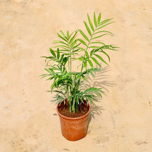 Chamaedorea plant with green leaves on a beige background Online Plants in Gurgaon: Free Next-Day Delivery