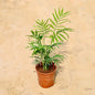 Chamaedorea plant with green leaves on a beige background Online Plants in Gurgaon: Free Next-Day Delivery