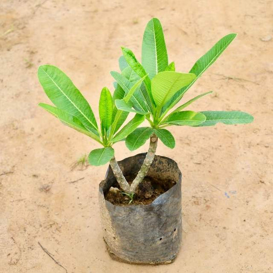 Champa plant on a beige background  Buy Indoor Plants in Gurgaon haryali: Free Next-Day Delivery