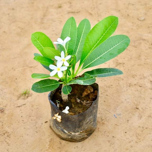 Small Champa plant with green leaves and white flowers on a beige background Buy Indoor Plants in Gurgaon haryali: Free Next-Day Delivery
