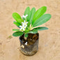 Small Champa plant with green leaves and white flowers on a beige background Buy Indoor Plants in Gurgaon haryali: Free Next-Day Delivery