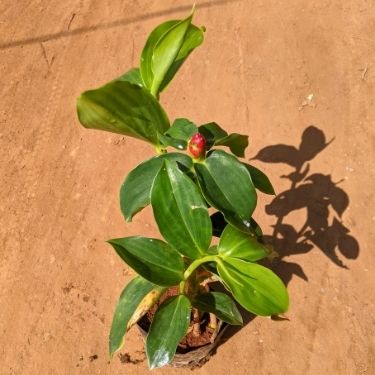 Insulin Plant in 7 Inch Nursery Bag