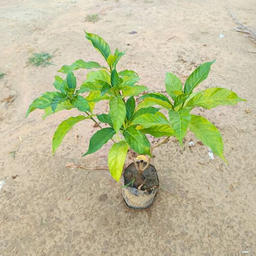 Chandni Double in 6 Inch Nursery Bag