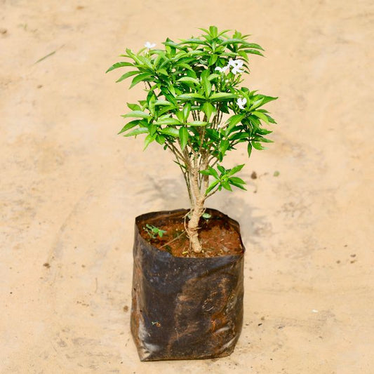  Chandni Dwarf White plant with green leaves and white flowers on a beige background Buy Online Plants in Gurgaon: Free Next-Day Delivery