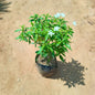 Chandni Single In 6 Inch Nursery Bag