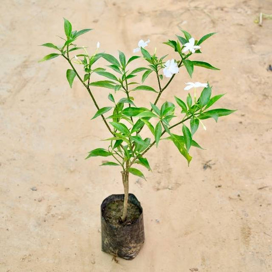 Chandni Single plant with green leaves and white flowers on a beige background Buy Indoor Plants in Gurgaon haryali: Free Next-Day Delivery