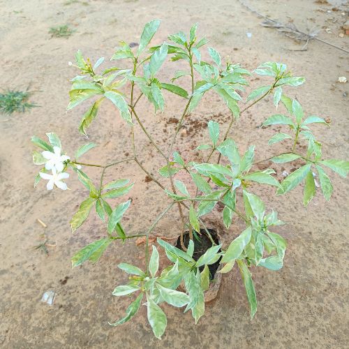 Chandni Variegated Plant in 4 Inch Nursery Bag