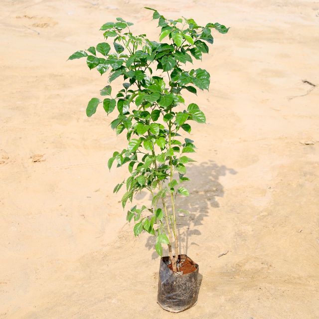 China Doll plant on a beige background Buy Online Plants in Gurgaon: Free Next-Day Delivery