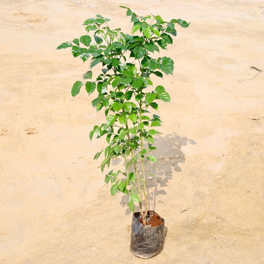 China Doll plant on a beige background Buy Online Plants in Gurgaon: Free Next-Day Delivery