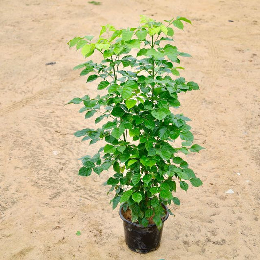 China Doll (4 Fit) In 10 inch Nursery Pot