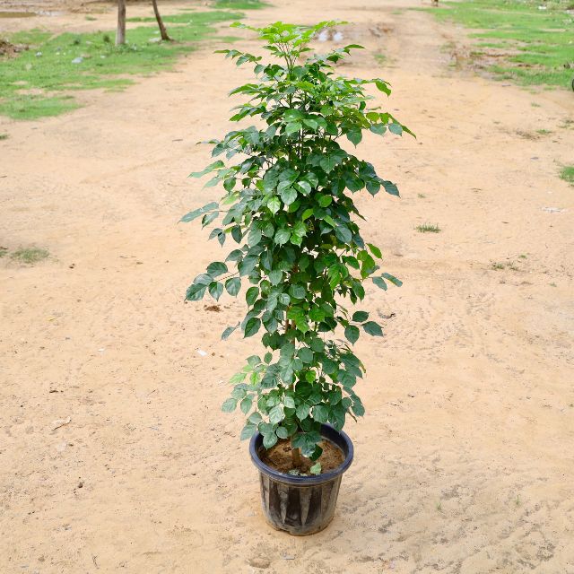 China Doll 5.5 Fit in 16 inch Nursery Pot