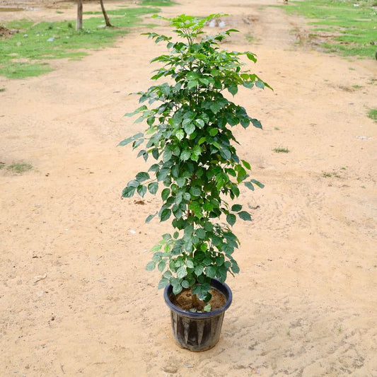 China Doll 5.5 Fit in 16 inch Nursery Pot
