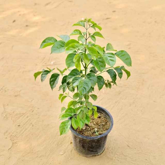 Potted plant with green leaves on a beige background