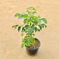 Potted plant with green leaves on a beige background