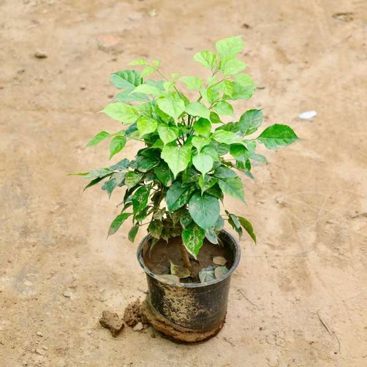 Potted China doll plant on a sandy surface Buy Indoor Plants in Gurgaon haryali: Free Next-Day Delivery