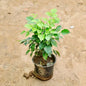 Potted China doll plant on a sandy surface Buy Indoor Plants in Gurgaon haryali: Free Next-Day Delivery
