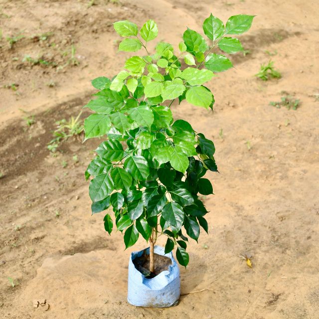China Doll plant on a sandy or dirt surface Buy Indoor Plants in Gurgaon from haryali : Free Next-Day Delivery