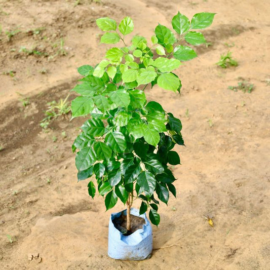 China Doll plant on a sandy or dirt surface Buy Indoor Plants in Gurgaon from haryali : Free Next-Day Delivery