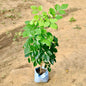 China Doll plant on a sandy or dirt surface Buy Indoor Plants in Gurgaon from haryali : Free Next-Day Delivery