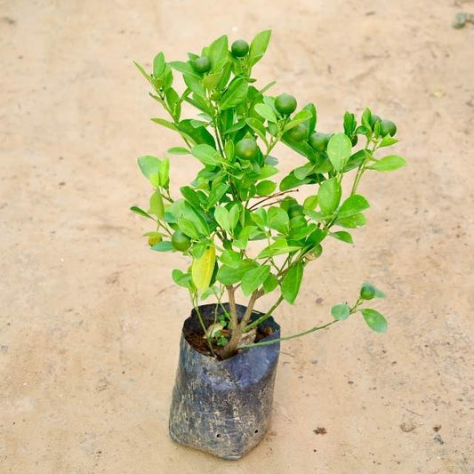 Buy Indoor Plants in Gurgaon haryali: Free Next-Day Delivery citrus plant with small fruits on a beige background