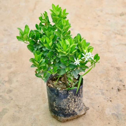 China Orange plant with green leaves and white flowers on a beige background