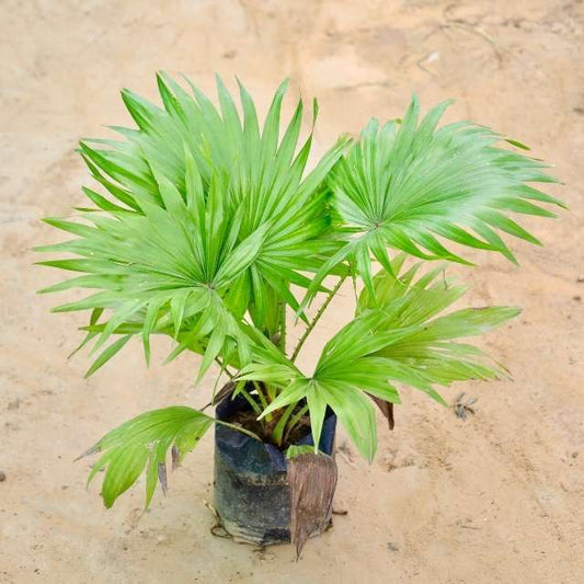 China palm plant on a sandy surface Buy Indoor Plants in Gurgaon haryali: Free Next-Day Delivery