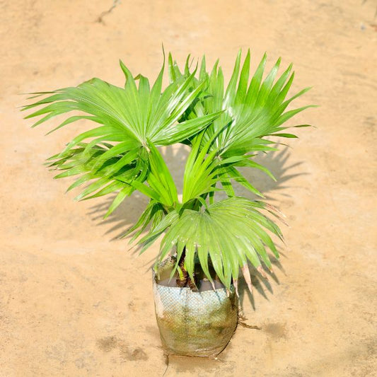 China palm plant on a beige background