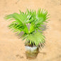 China palm plant on a beige background