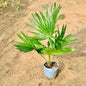 China palm plant on a sandy surface  Buy Online Plants in Gurgaon: Free Next-Day Delivery