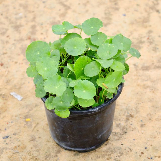 Chinese Money Plant In 6 inch Nursery Pot