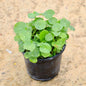 Chinese Money Plant In 6 inch Nursery Pot
