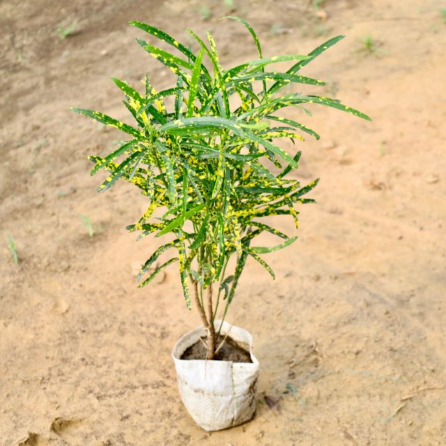 Chironji (Croton plant) with green leaves and yellow spots on a sandy background. Buy Indoor Plants in Gurgaon, Haryali: Free Next-Day Delivery