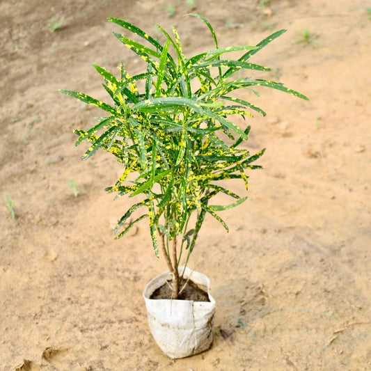 Chironji (Croton plant) with green leaves and yellow spots on a sandy background. Buy Indoor Plants in Gurgaon, Haryali: Free Next-Day Delivery