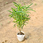 Chironji (Croton plant) with green leaves and yellow spots on a sandy background. Buy Indoor Plants in Gurgaon, Haryali: Free Next-Day Delivery