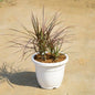 Colorama In 8 Inch White Pot