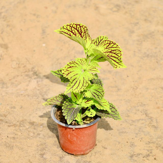 Coleus Green plant with green and red leaves on a beige background Buy Online Plants in Gurgaon: Free Next-Day Delivery