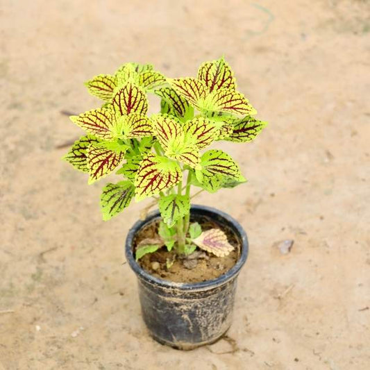Coleus plant with green and red leaves on a beige background Buy Indoor Plants in Gurgaon haryali: Free Next-Day Delivery
