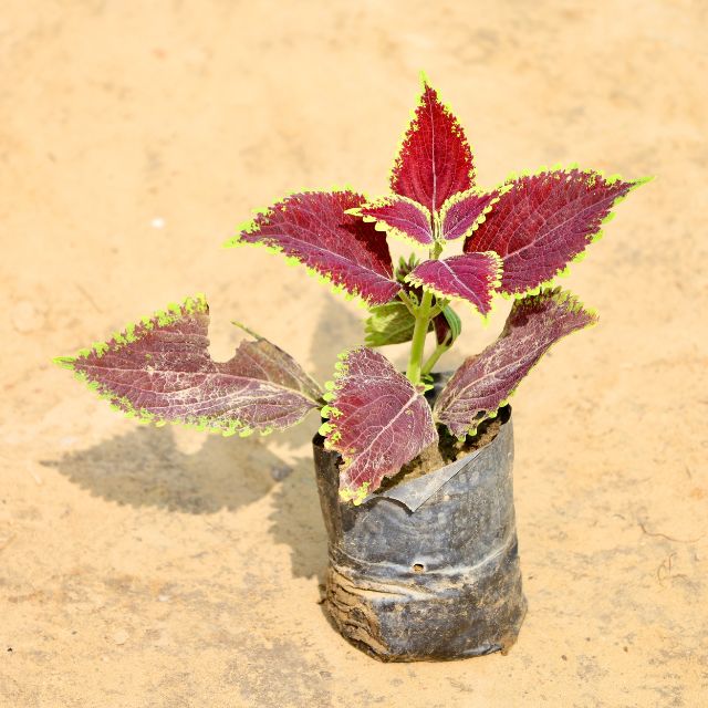  Coleus Red Green plant with multicolored leaves on a beige background Buy Online Plants in Gurgaon: Free Next-Day Delivery