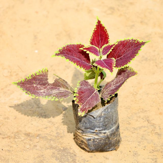  Coleus Red Green plant with multicolored leaves on a beige background Buy Online Plants in Gurgaon: Free Next-Day Delivery