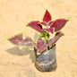  Coleus Red Green plant with multicolored leaves on a beige background Buy Online Plants in Gurgaon: Free Next-Day Delivery