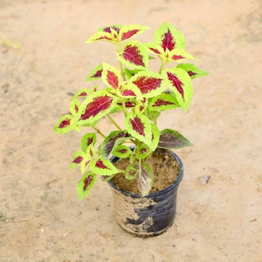 Potted plant with green and red leaves on a beige background Online Plants in Gurgaon: Free Next-Day Delivery