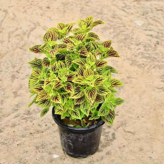 Coleus Red Green In 8 inch Nursery Pot