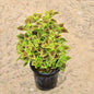 Coleus Red Green In 8 inch Nursery Pot