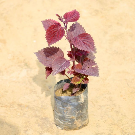 Coleus Red plant with purple leaves on a beige background Buy Online Plants in Gurgaon: Free Next-Day Delivery