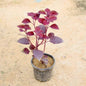 Coleus plant with Red leaves on a beige background Buy Indoor Plants in Gurgaon haryali: Free Next-Day Delivery